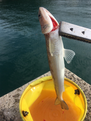 色々とかかるが、、、