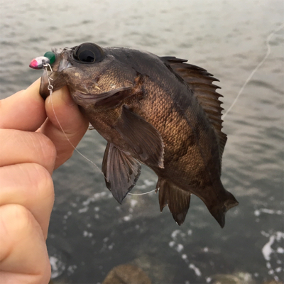 メバルデイゲーム