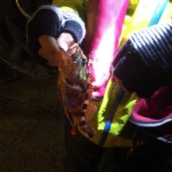 メバルの季節になりました