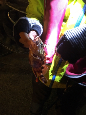 メバルの季節になりました