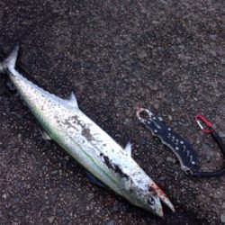 60cm近い丸々したサゴシ×2匹