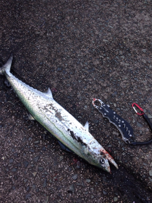 60cm近い丸々したサゴシ×2匹