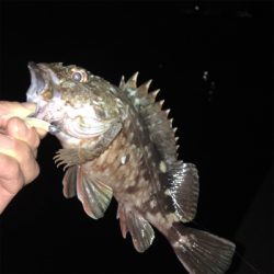 大阪湾奥アジング 五目達成