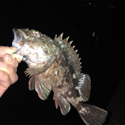 大阪湾奥アジング 五目達成