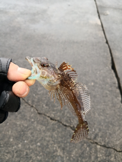 土曜日の雨上がりから加太漁港へ