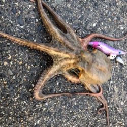 なんとか釣れたものの‥