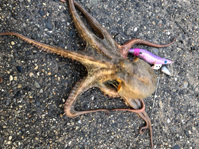 なんとか釣れたものの‥