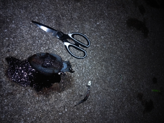 引き釣りテンヤでミラクル発生