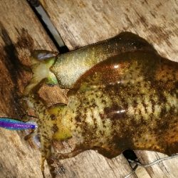 アオリイカ、アジ