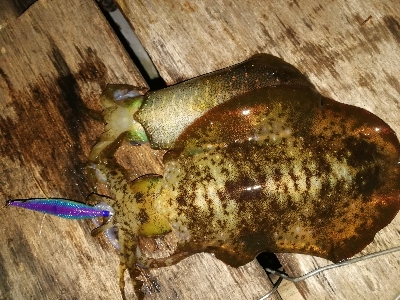 アオリイカ、アジ