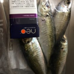 大潮なのに海面穏やか