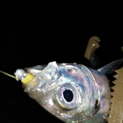 渋い、でもそれも楽しい♪