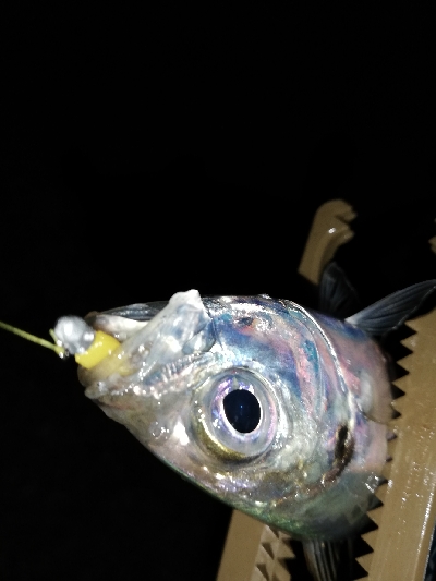 渋い、でもそれも楽しい♪