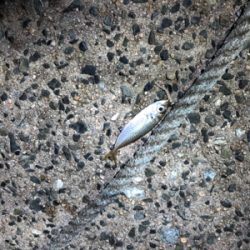 ナイトアジング