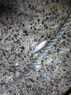 ナイトアジング