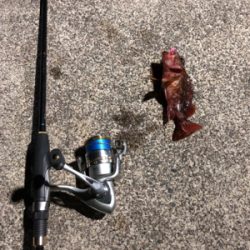 ナイトロックフィッシュゲーム