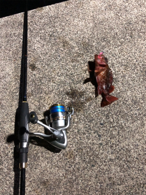 ナイトロックフィッシュゲーム