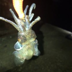 久しぶりに高活性のヒイカ釣り\(^^)/