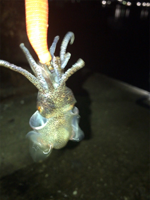 久しぶりに高活性のヒイカ釣り\(^^)/