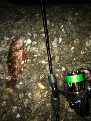 メバリング のはずが