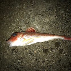 ビック/スモール