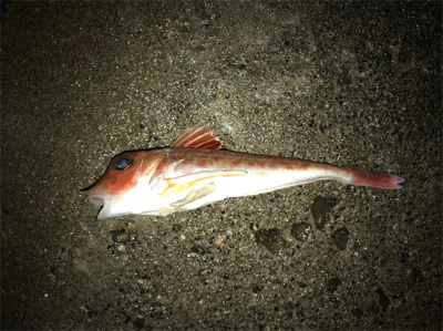 ビック/スモール