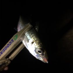 メバルリングシーズン半開?笑