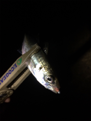 メバルリングシーズン半開?笑