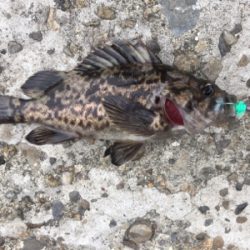 釣り納めで、メバル釣れた