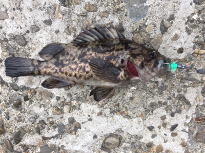 釣り納めで、メバル釣れた