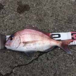 お正月用真鯛チャレンジ