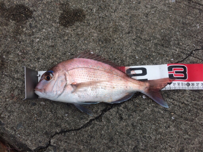 お正月用真鯛チャレンジ