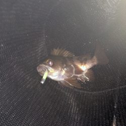 メバリング好調！