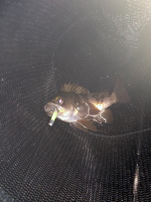 メバリング好調！