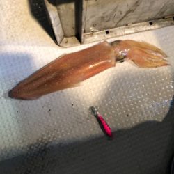 本年度ラストイカメタル