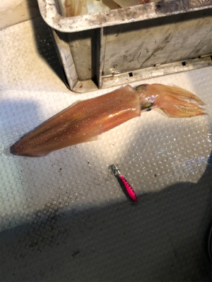 本年度ラストイカメタル