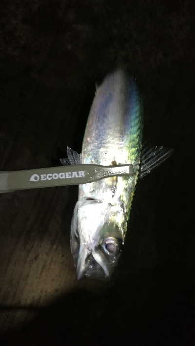 ナイトアジング