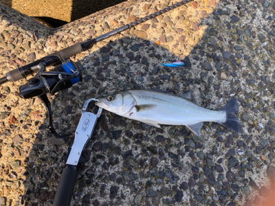 何とか釣れました