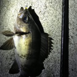 やっと釣りに行けました！