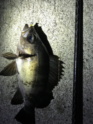 やっと釣りに行けました！