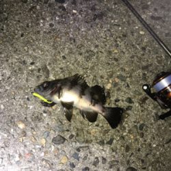 癒しのライトゲーム七目達成