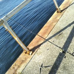 サヨリはいつまで?