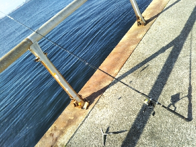 サヨリはいつまで?