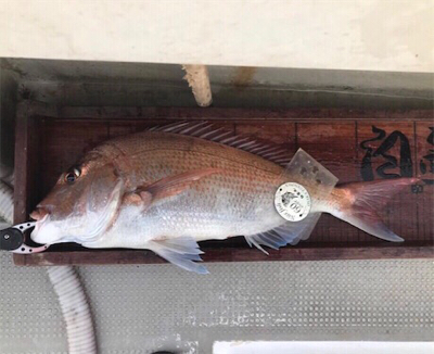 冬でもタイラバ面白い