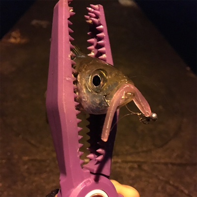 大阪湾奥アジング パターン攻略