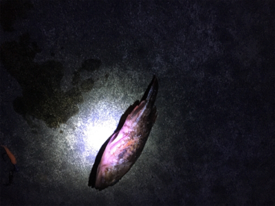 クリスマスの相手は魚のみ…