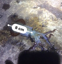 やや寒い中でのヒイカ釣り(^^)