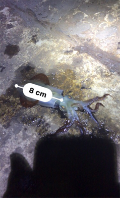 やや寒い中でのヒイカ釣り(^^)