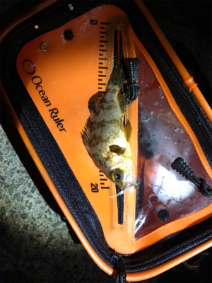 ライトゲーム日和