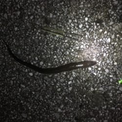 久しぶりの釣り